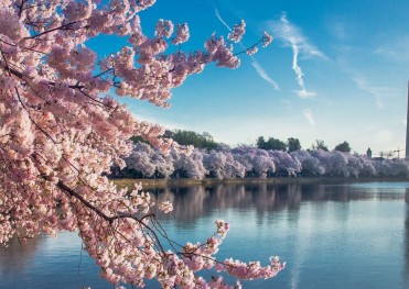 TOUR ĐÓN HOA ANH ĐÀO VÀ NGÀY LỄ 30/4 LIÊN TUYẾN ĐÔNG TÂY HOA KỲ 2026 KHỞI HÀNH HÀ NỘI 5/4